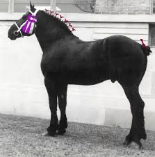 Pin On Horse Anatomy
