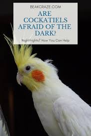 Are Cockatiels Afraid Of The Dark How To Avoid Nighfrights In Cockatiels And Much More Read This Article Cockatiels Cockatiel Cockatiel Care Bird Care