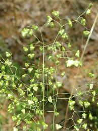 Image result for Briza minor