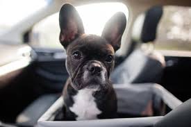 Search for other foundation contractors on the real yellow pages®. French Bulldog Dog Breed Temperament Facts And Pictures American Bully Daily