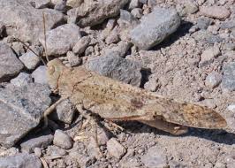 Image result for Dissotis pulchra