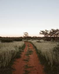 Image result for Boscia albitrunca