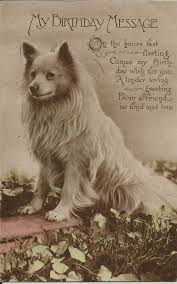 Pomeranian Black American Eskimo Dog Pomeranian Spitz Real Photographic Dog Postcard Vintage Dog American Eskimo Dog Miniature American Eskimo