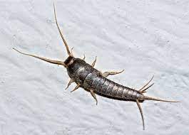 If you saw a silver bug racing across your restroom floor, there is a great hazard it becomes a silverfish. Silverfish How To Get Rid Of Silverfish In The Home The Old Farmer S Almanac