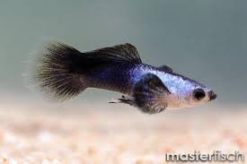 The endler guppy is a very small type of guppy. Endler Guppy Panda Poecilia Reticulata Aquaristik Shop