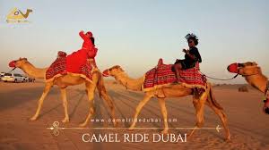 Take a dubai camel ride tour to experience the mystifying beauty of dubai desert. Best Camel Ride Dubai Youtube