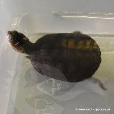 The head is anywhere between olive and brown with a black. African Helmeted Turtle Pelomedusa Subrufa
