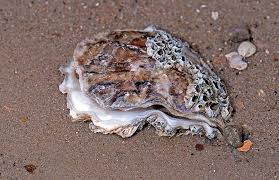 They have other adaptations, like speed, ink, and intelligence on their side. How Do Seashells Form Highlights Kids