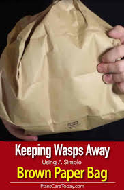 Make sure that you put any leftovers away, and throw out any garbage that might attract wasps. Pin On Clark Homestead