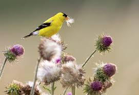 Thistle For The Goldfinches Goldfinch Bird Bath Thistle
