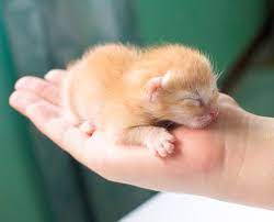 yeni dogan kedi bakimi nasil yapilir petsepette