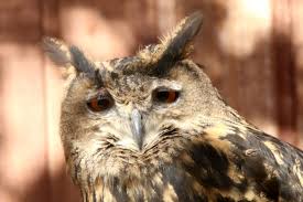 Join the discussion or compare with others! Puchacz Zoo Gdanski Ogrod Zoologiczny