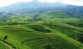 We did not find results for: Pesona Keindahan Destinasi Wisata Kebun Teh Kemuning Di Ngargoyoso Karanganyar Solo Jawa Tengah Ihategreenjello