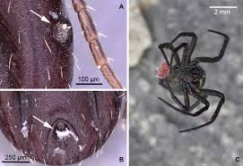 Therefore consider the list below as a general indicator of the insects, bugs and spiders that may be found in a given state or province. A Burmese Amber Tick Wrapped In Spider Silk Sciencedirect