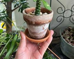 Image result for Monadenium friesii