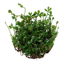 Image result for Marsilea macrocarpa