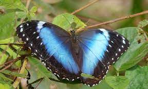 Una Mariposa Es El Nuevo Simbolo Nacional La Voce D Italia