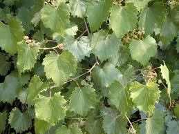Image result for Vitis