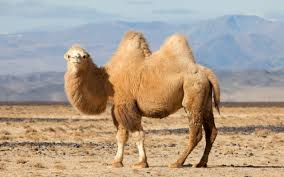 For many years people have been trying to explain how the camel can survive as long as he does without water. Pin On Camels Are Such Cute Gals And Guys