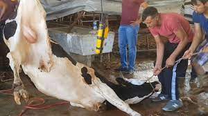 kurban kesimi hayvana iskence resmen qurban 2018 youtube