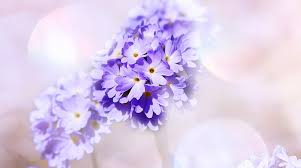 1920x1080 best hd wallpapers of flowers, full hd, hdtv, fhd, 1080p desktop backgrounds for pc & mac, laptop, tablet, mobile phone. Light Purple Primrose Flowers Purple Flowers Aero Bokeh Blue Flowers Hd Wallpaper Wallpaperbetter
