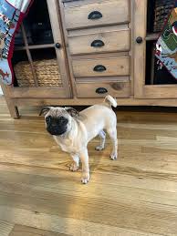 Image result for pug