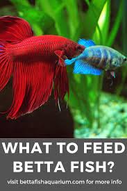 What To Feed Betta Fish In 2020 Betta Fish Betta Fish Care Fish