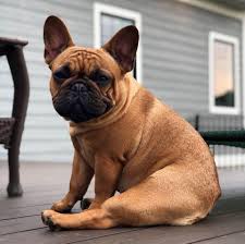 French bulldog puppies for sale. For The Love Of Frenchies French Bulldogs Llc Wisconsin Home Facebook