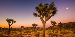 Check spelling or type a new query. Joshua Tree National Wildlife Federation