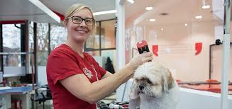 Protect against pet injury and illness. Dog Grooming Legislation Uk What You Need To Know Groomarts
