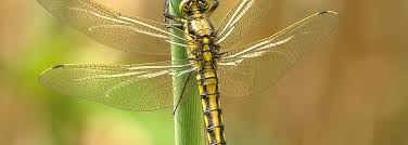 Obituary for Brian H Asher