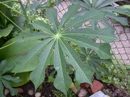 Image result for Manihot grahamii