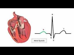 Please Share If You Like This Video Http Www Primalonlinelearning Com Cardiovascular System Aspx The H Anatomy And Physiology Cardiac Nursing Physiology