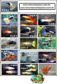 table of guppy color genetics tropical fish keeping