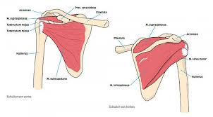 Shoulder impingement syndrome develops when the shoulder tendons get intermittently trapped and squashed underneath one of the shoulder bones, the acromion. Shoulder Pain Klinik Am Ring