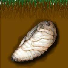 How When To Treat Japanese Beetles Grubs Blain S Farm Fleet Blog