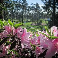 That's right, augusta national in the fall. Azaleas In Bloom Are A Hallmark Of The Masters Masters Golf Golf Events Master