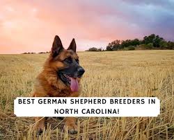 Check spelling or type a new query. 6 Best German Shepherd Breeders In North Carolina 2021 We Love Doodles