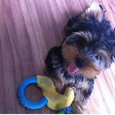 Search results for yorkie puppies for free pets and animals for sale in tennessee. Yorkie Puppies For Tiny Teacup Yorkie Puppies For Sale Facebook