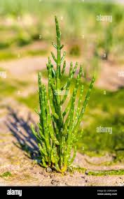 Image result for Salicornia pachystachya