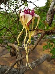Image result for Strophanthus