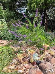 Image result for Allophylus lastoursvillensis