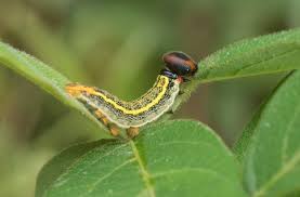 All caterpillars will have the same body parts. Long Tailed Skipper Alabama Butterfly Atlas