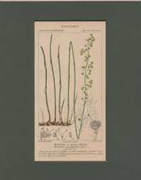 Image result for Eriochrysis