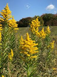 Solidago Canadensis Or Canada Goldenrod Or Canadian Goldenrod In 2020 Goldenrod Flower Canadensis Winter Garden
