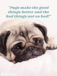 Pug Quote Pug Quotes Pugs Cute Cats And Dogs