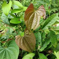 Image result for Dioscorea bulbifera