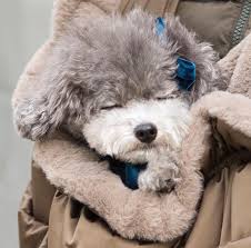 Toy Poodle Cutest Small Dog Breeds Poodle Puppy Pet Care Dogs