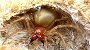 Image result for z p%u0159ednice jedovat 