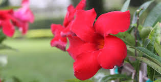 Image result for mandevilla obrázek